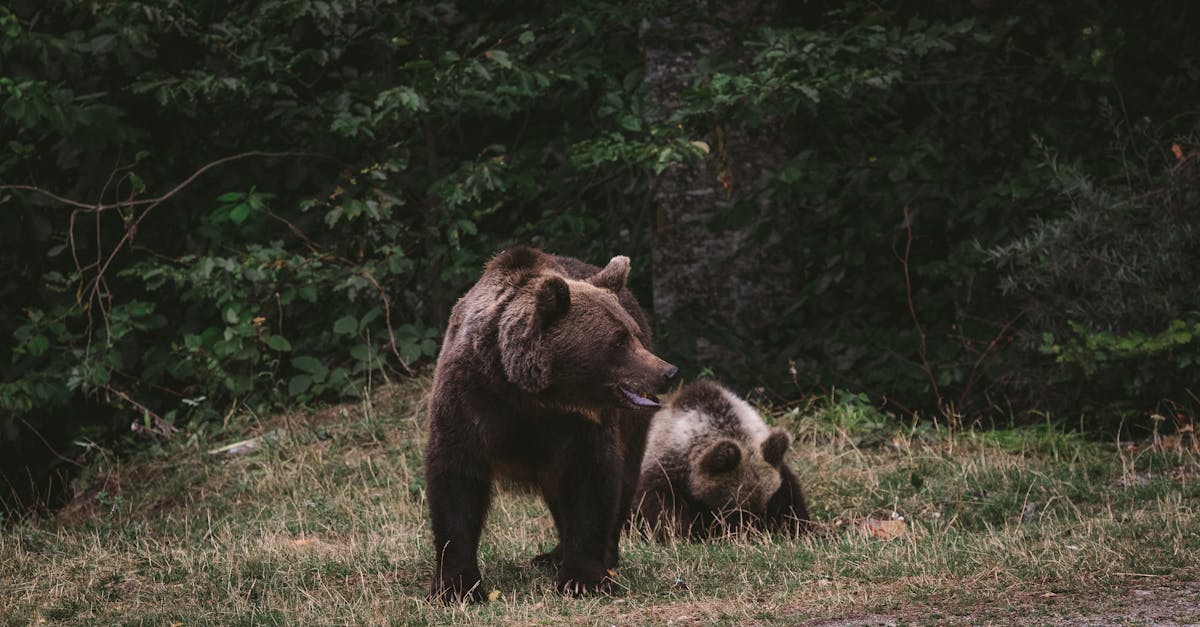 which-national-parks-have-the-most-grizzly-bears
