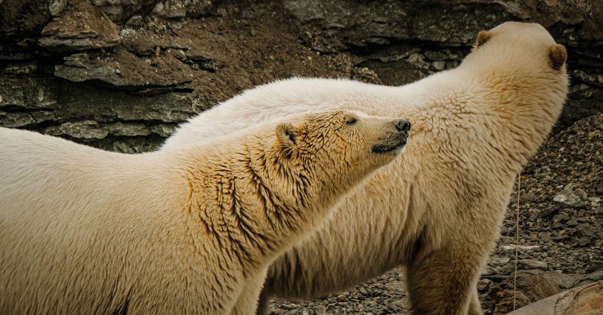 do-any-national-parks-have-polar-bears